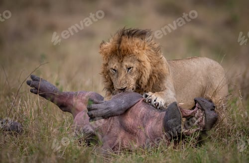 Preview: A Lion in Africa