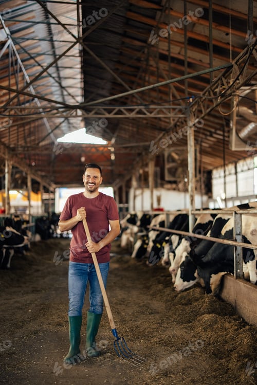 Preview: Adult man, taking a picture in front of the cows.