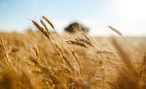 Preview: Amazing agriculture sunset landscape.Growth nature harvest. Wheat field natural product.