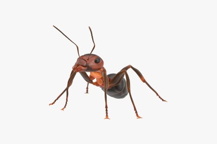 Preview: Detailed Worker Ant