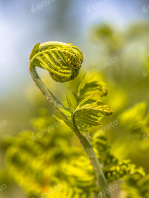 Preview: Unfurling new Fern leaf