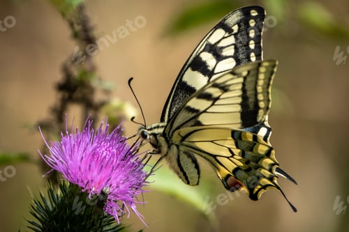 Preview: Closeup shot of a beautiful butterfly standing on a purple flower with a blurred background