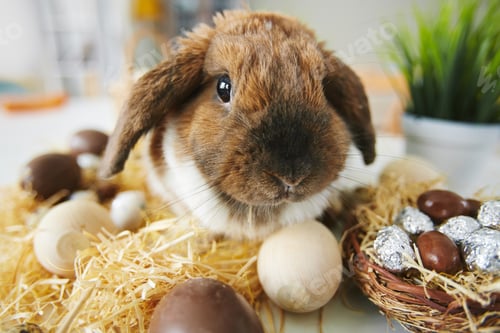 Preview: Easter pet