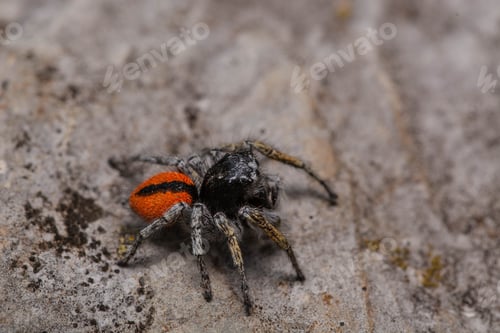 Preview: Striking Orange-Striped Jumping Spider Close-Up on Textured Surface