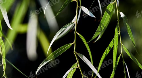 Preview: Close-up view of the green leaves of willow tree