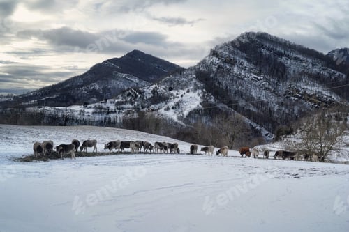 Preview: Herd of cattle grazing in a snowy field