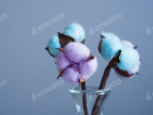 Preview: Beautiful multicolor cotton flowers. Blue and purple cotton. Colored minimalism
