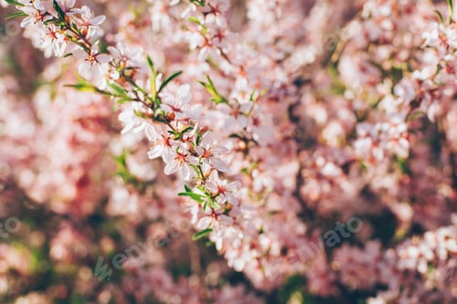 Preview: Spring background with pink blossom flowers