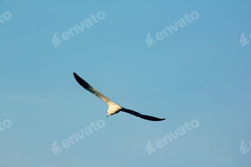 Preview: The gulls fly in the sky.