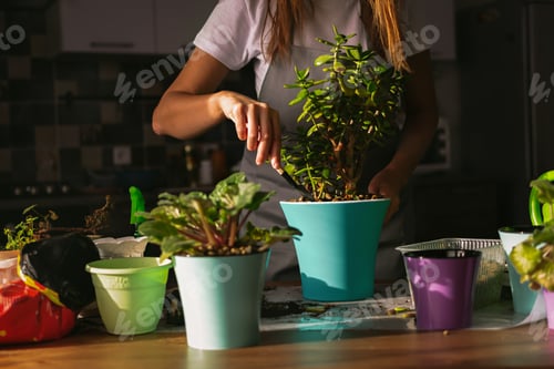 Preview: Woman Gardening with Potted Plants in Kitchen