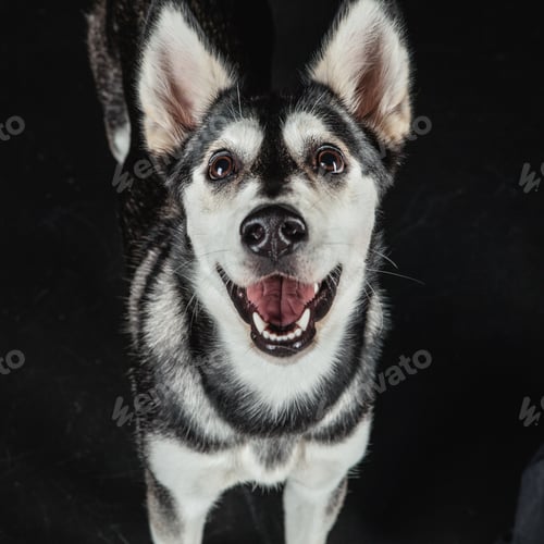 Preview: puppy husky portrait