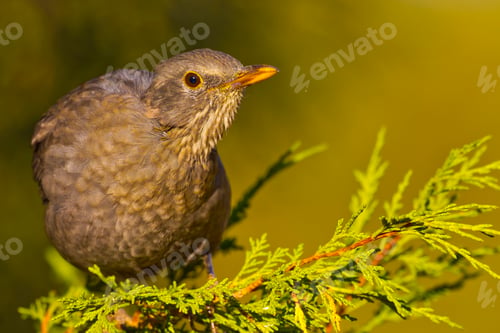 Preview: Blackbird, Mediterranean Forest, Spain