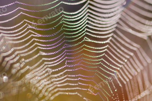 Preview: Beautiful pattern of spider's web with dewdrops on green background, Nature background
