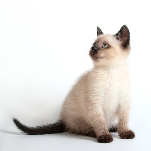 Preview: cat, kitten, pet, isolate