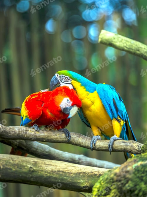 Preview: bird, parrot, Scarlet, Macaw