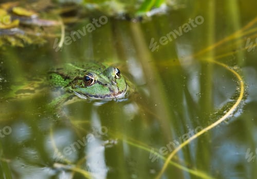 Preview: The Edible frog ((Pelophylax kl. esculentus)