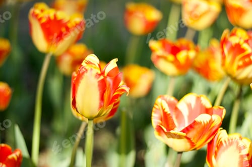 Preview: Yellow and orange tulips with yellow and orange tulips blurred in background