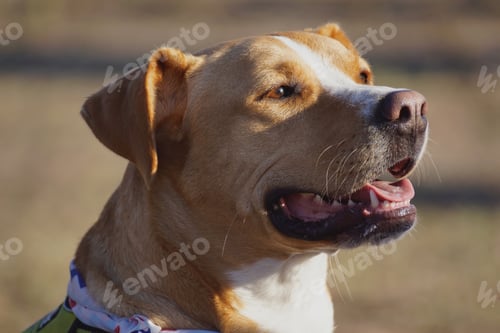 Preview: Beautiful and happy pooch in the sunshine at the park