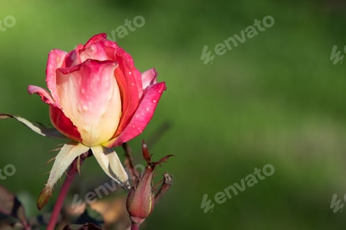 Preview: Remember the good