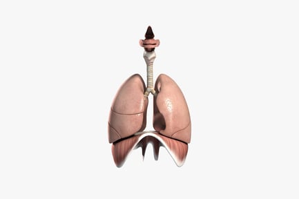 Preview: Human respiratory system lung anatomy