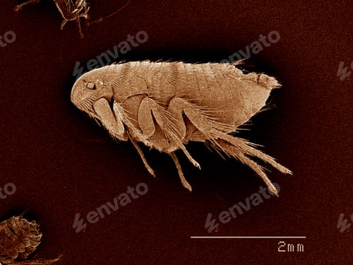 Preview: A flea, Siphonaptera SEM