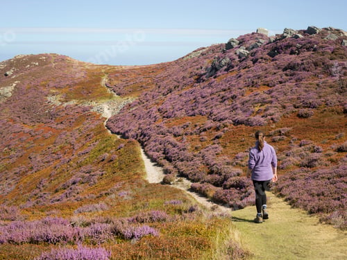 Preview: Walker in heather landscape, Conwy Mountain, North Wales