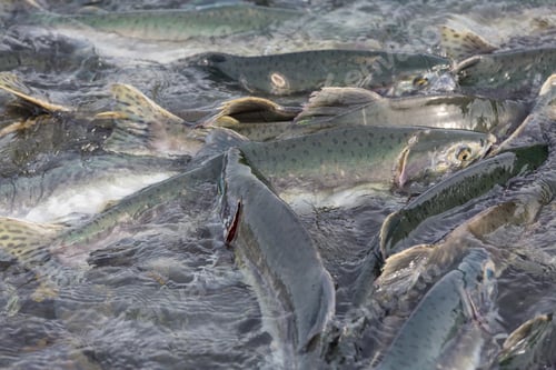 Preview: Spawning salmon