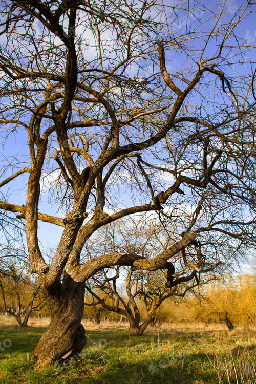 Preview: An alley of trees without leaves. Spring, autumn, apple orchard, seasonality,