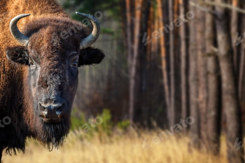 Preview: Portrait European Bison on forest. Wildlife scene from nature