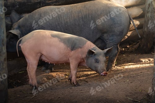 Preview: Domestic Pig (Sus scrofa domesticus)