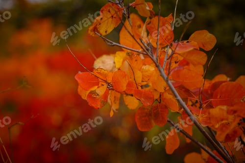Preview: the Red and Orange Autumn Leaves Background