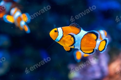 Preview: Clownfish swimming in tropical coral reef habitat