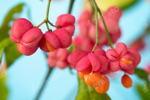 Preview: Pink Flower and orange berries from the Euonymus plant