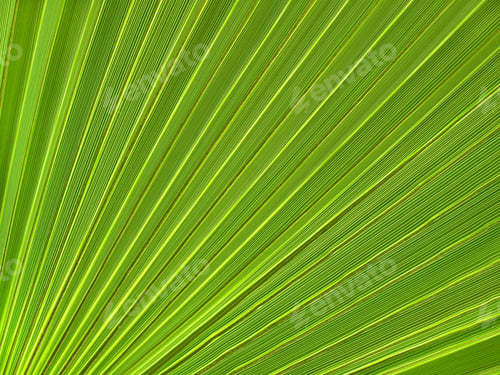 Preview: Tropical plant leaf closeup