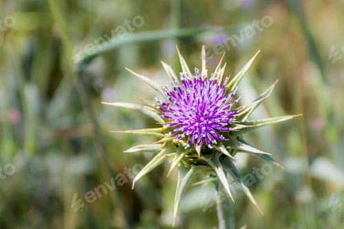 Preview: Close up of blooming milk thistle