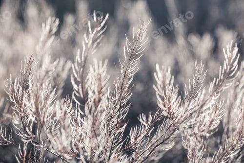 Preview: Fresh forest of grass in drops of morning dew sparkling in the sunlight