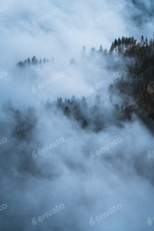 Preview: Vertical shot of a foggy forest. Schwarzwald, Germany