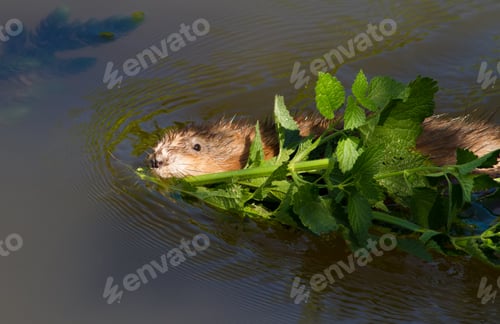 Preview: Muskrat, ondatra zibethicus. The muskrat floats on the river and holds a branch in its teeth