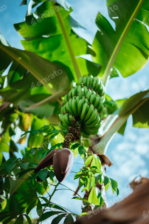 Preview: Banana fruits hanging above my head on the trekking route in a Paul valley on Santo Antao, Cape
