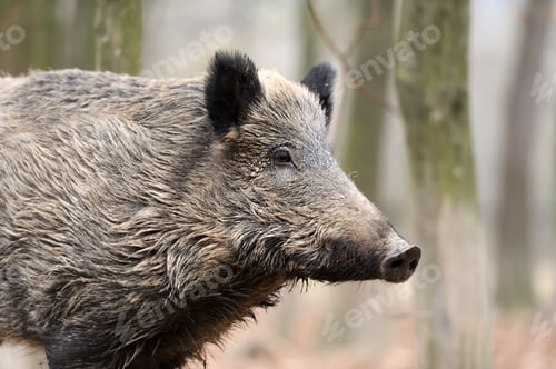 Preview: Wild boar in autumn forest