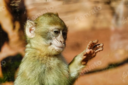Preview: Portrait of a waving baby Rhesus Macaque monkey with a resting face in the zoo