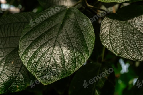 Preview: Piper leaf veins macro for concepts of biology and natural pattern