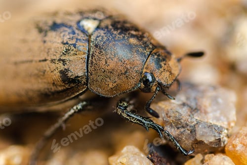 Preview: Old European chafer beetle on the sand macro photo, hairy beetle eye closep,
