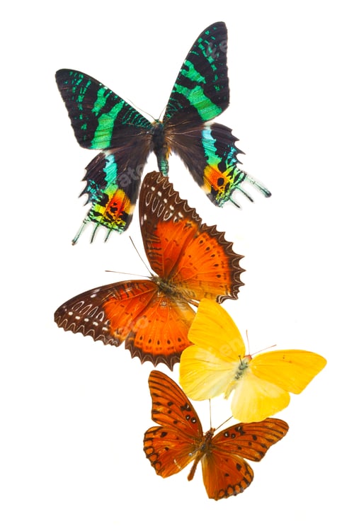 Preview: Multicolored butterflis frame