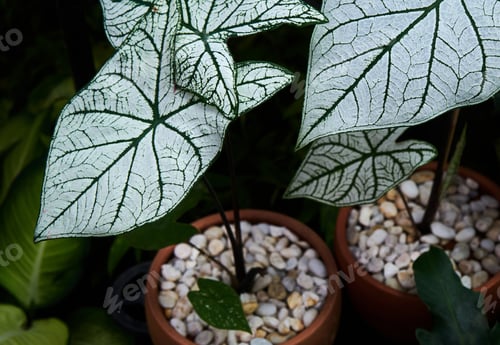 Preview: The potted plants in the tropical garden
