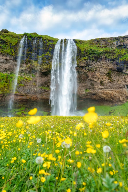 Preview: Seljalandsfoss waterfall flowing with yellow flower blooming in summer at Iceland