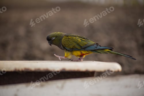 Preview: Patagonian conure walking