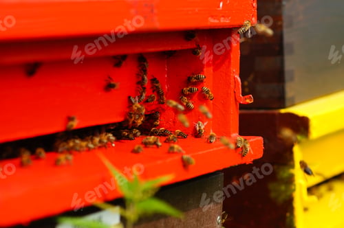 Preview: Colorful beehives in summer