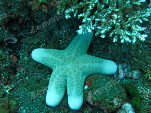 Preview: Thriving coral reef alive with marine life and shoals of fish,