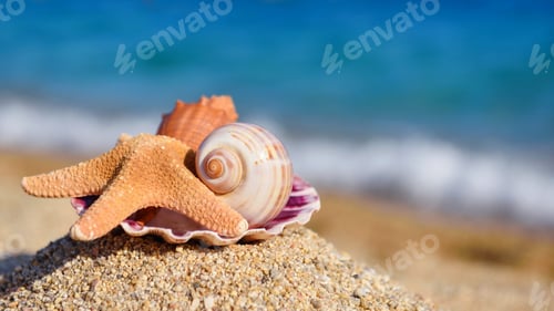 Preview: Shells and starfish on the beach against the background of the s